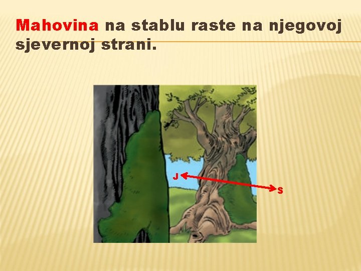 Mahovina na stablu raste na njegovoj sjevernoj strani. J S Mahovina na stablu raste na njegovoj sjevernoj strani. J S