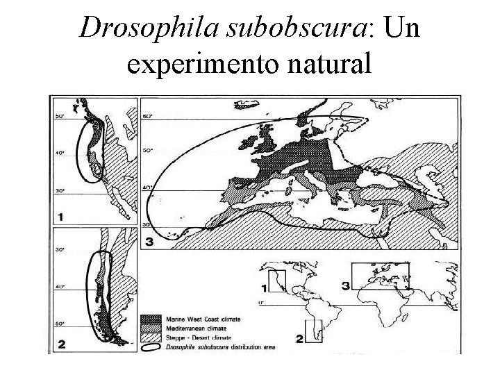 Drosophila subobscura: Un experimento natural 