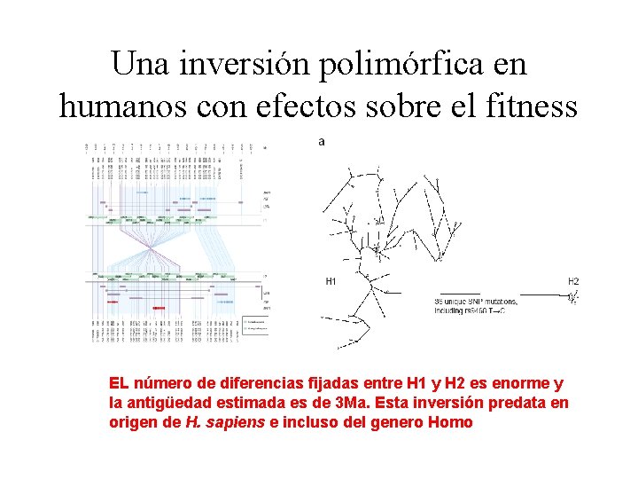 Una inversión polimórfica en humanos con efectos sobre el fitness EL número de diferencias