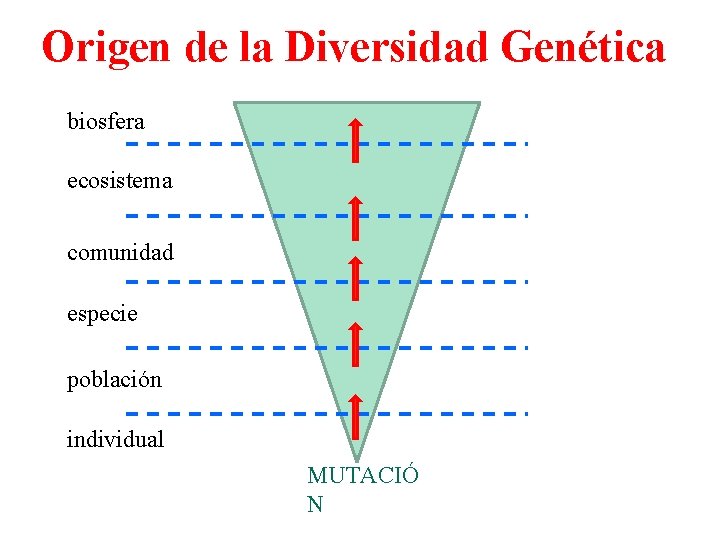 Origen de la Diversidad Genética biosfera ecosistema comunidad especie población individual MUTACIÓ N 