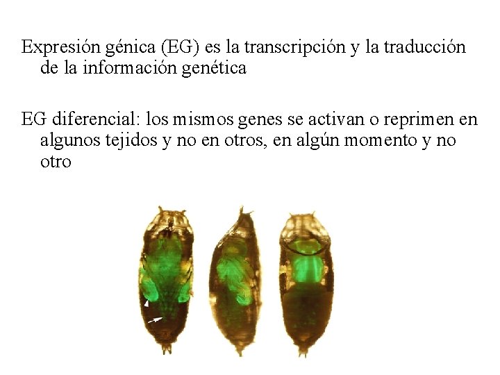 Expresión génica (EG) es la transcripción y la traducción de la información genética EG