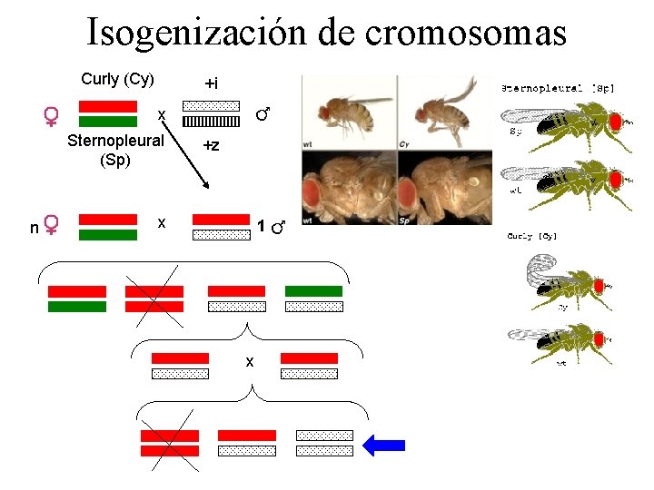 Isogenización de cromosomas Curly (Cy) +i x Sternopleural (Sp) n +z x 1 x