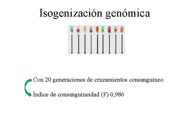 Isogenización genómica Con 20 generaciones de cruzamientos consanguíneo Índice de consanguineidad (F) 0, 986