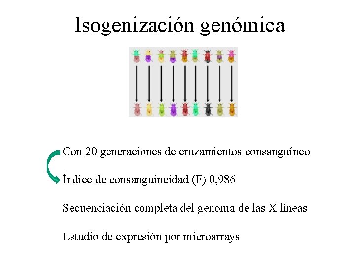 Isogenización genómica Con 20 generaciones de cruzamientos consanguíneo Índice de consanguineidad (F) 0, 986