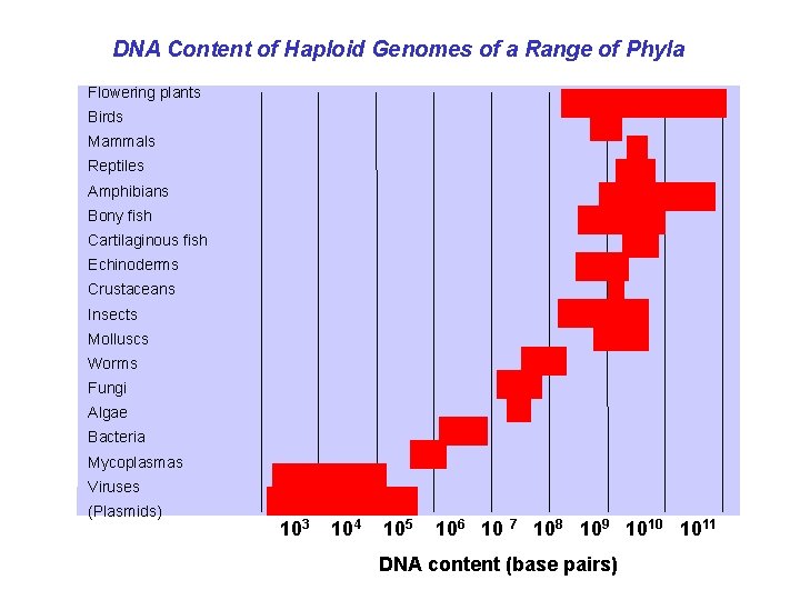 DNA Content of Haploid Genomes of a Range of Phyla Flowering plants Birds Mammals