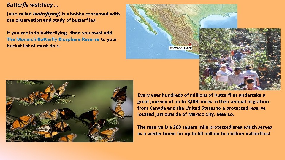 Butterfly watching … (also called butterflying) is a hobby concerned with the observation and