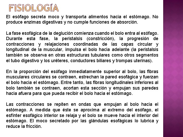 El esófago secreta moco y transporta alimentos hacia el estómago. No produce enzimas digestivas