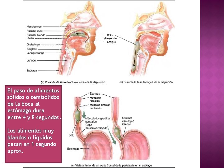 El paso de alimentos sólidos o semisólidos de la boca al estómago dura entre