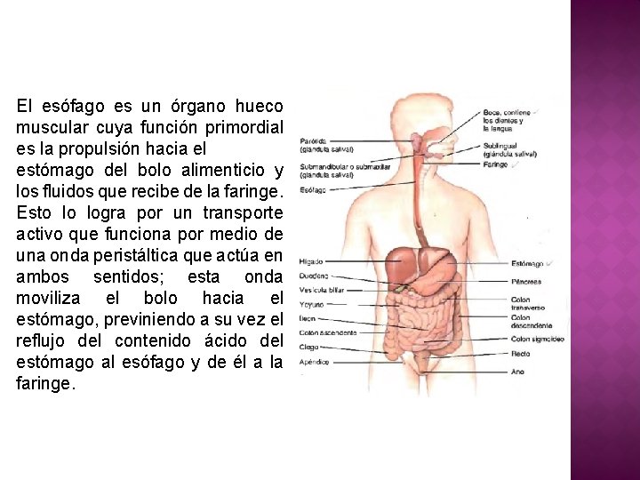 El esófago es un órgano hueco muscular cuya función primordial es la propulsión hacia