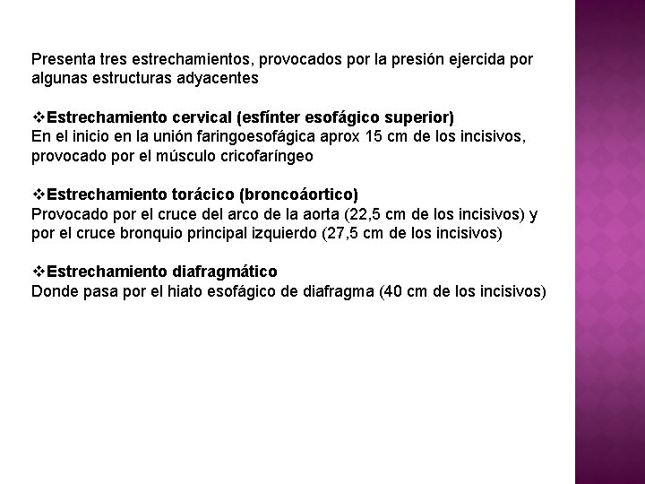 Presenta tres estrechamientos, provocados por la presión ejercida por algunas estructuras adyacentes v. Estrechamiento