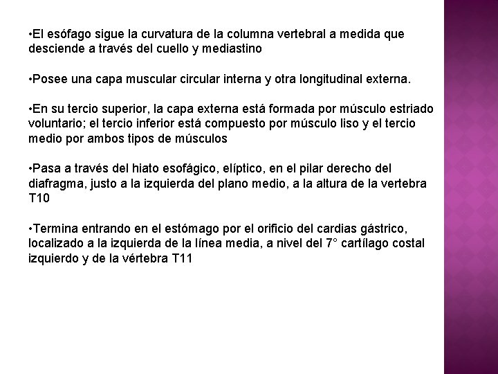  • El esófago sigue la curvatura de la columna vertebral a medida que