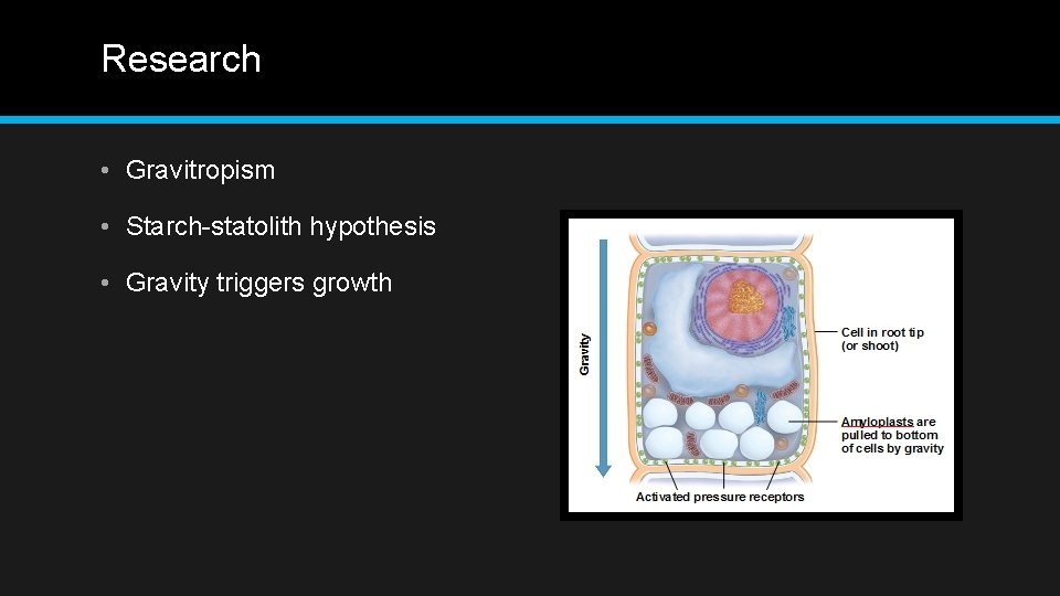 Research • Gravitropism • Starch-statolith hypothesis • Gravity triggers growth 