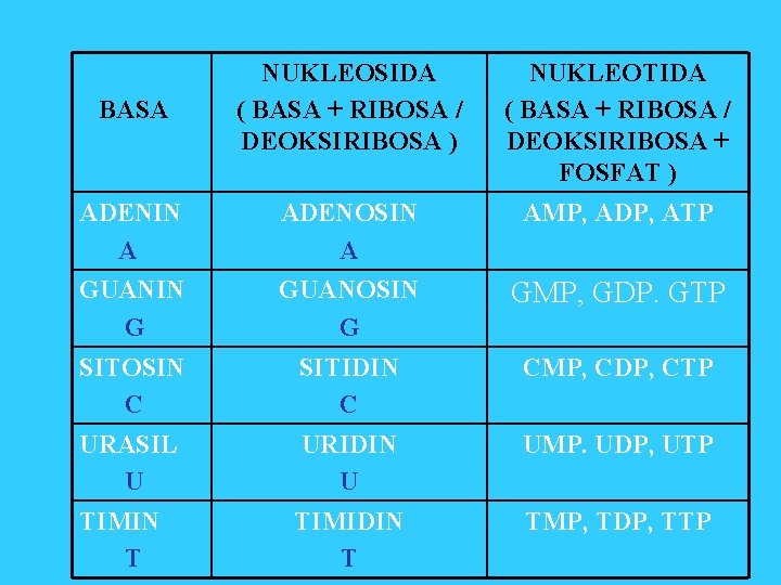 BASA NUKLEOSIDA ( BASA + RIBOSA / DEOKSIRIBOSA ) NUKLEOTIDA ( BASA + RIBOSA