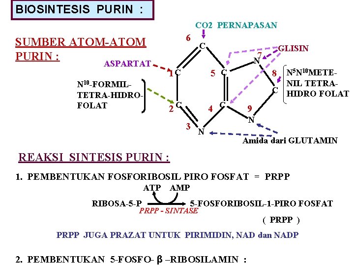 BIOSINTESIS PURIN : CO 2 PERNAPASAN 6 SUMBER ATOM-ATOM PURIN : ASPARTAT N 10