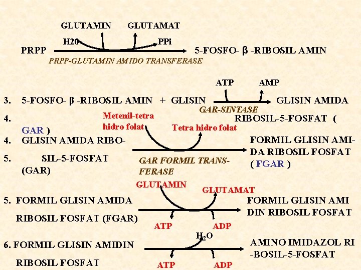 GLUTAMIN PRPP GLUTAMAT H 20 PPi 5 -FOSFO- β -RIBOSIL AMIN PRPP-GLUTAMIN AMIDO TRANSFERASE