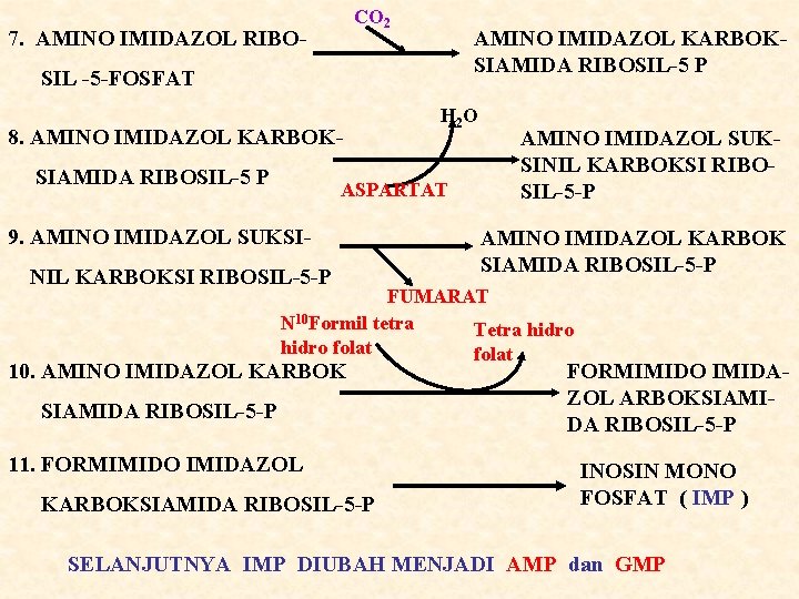 CO 2 7. AMINO IMIDAZOL RIBO- AMINO IMIDAZOL KARBOKSIAMIDA RIBOSIL-5 P SIL -5 -FOSFAT