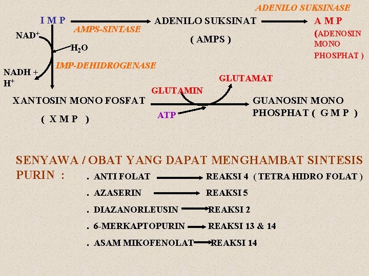 ADENILO SUKSINASE IMP NAD+ AMPS-SINTASE ADENILO SUKSINAT ( AMPS ) H 2 O NADH