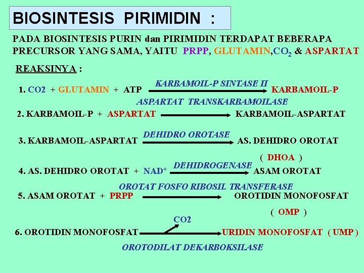 BIOSINTESIS PIRIMIDIN : PADA BIOSINTESIS PURIN dan PIRIMIDIN TERDAPAT BEBERAPA PRECURSOR YANG SAMA, YAITU