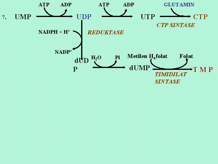 ATP 7. ADP UMP ATP ADP UDP GLUTAMIN UTP CTP SINTASE NADPH + H+