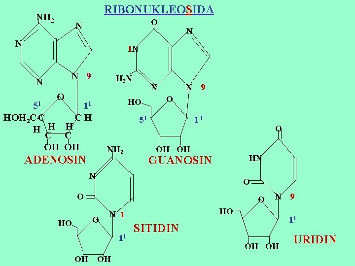 RIBONUKLEOSIDA NH 2 O N N N 1 N N 9 N 51 O