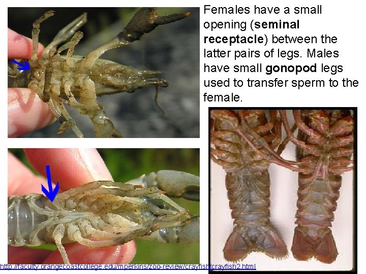 Females have a small opening (seminal receptacle) between the latter pairs of legs. Males