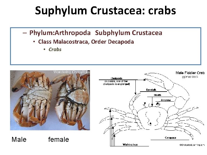 Suphylum Crustacea: crabs – Phylum: Arthropoda Subphylum Crustacea • Class Malacostraca, Order Decapoda •