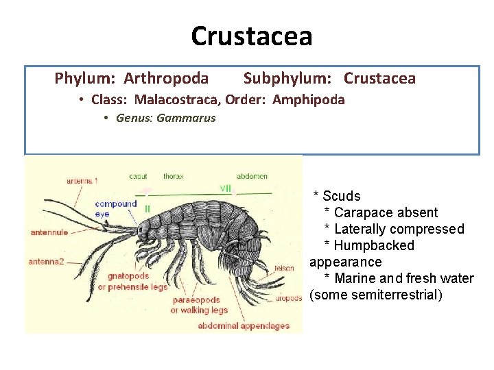 Crustacea 1. Diseccion: la anatomia interna, recuerde que su Phylum: observe Arthropoda Subphylum: Crustacea