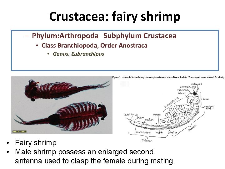 Crustacea: fairy shrimp 1. Diseccion: observe la anatomia interna, recuerde que su – Phylum: