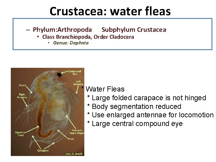 Crustacea: water fleas – Phylum: Arthropoda Subphylum Crustacea • Class Branchiopoda, Order Cladocera •