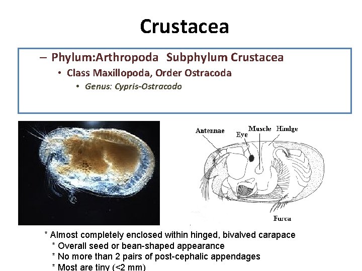 Crustacea 1. Diseccion: observe la anatomia interna, recuerde que su – Phylum: Arthropoda Subphylum