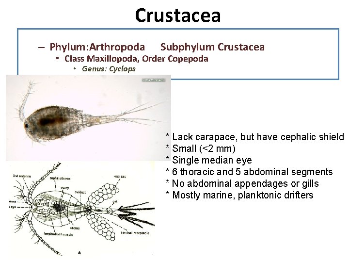 Crustacea – Phylum: Arthropoda Subphylum Crustacea • Class Maxillopoda, Order Copepoda • Genus: Cyclops