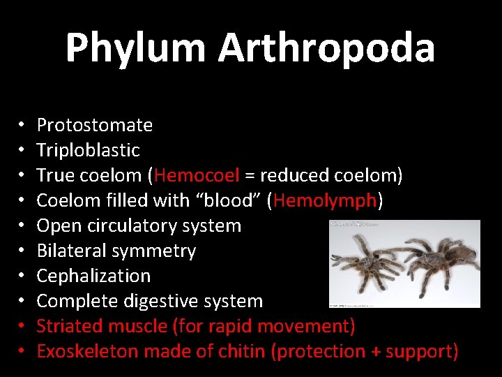 Phylum Arthropoda • • • Protostomate Triploblastic True coelom (Hemocoel = reduced coelom) Coelom