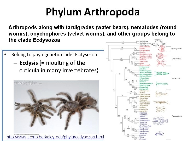 Phylum Arthropoda Arthropods along with tardigrades (water bears), nematodes (round worms), onychophores (velvet worms),