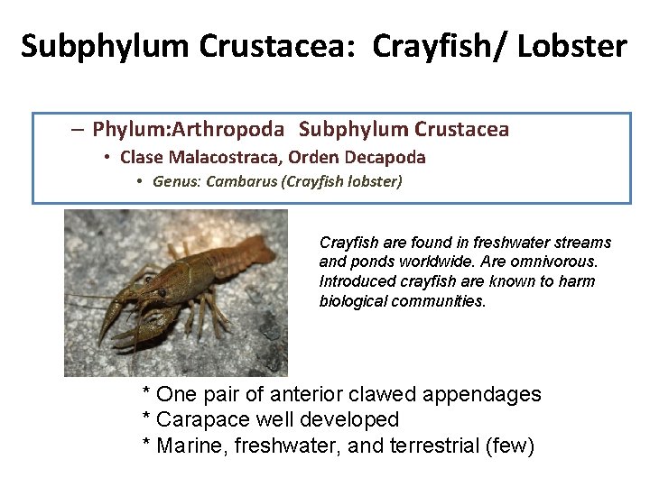 Subphylum Crustacea: Crayfish/ Lobster – Phylum: Arthropoda Subphylum Crustacea • Clase Malacostraca, Orden Decapoda