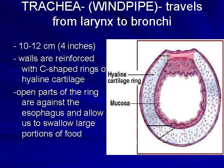 TRACHEA- (WINDPIPE)- travels from larynx to bronchi - 10 -12 cm (4 inches) -