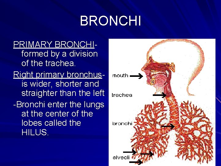 BRONCHI PRIMARY BRONCHIformed by a division of the trachea. Right primary bronchusis wider, shorter