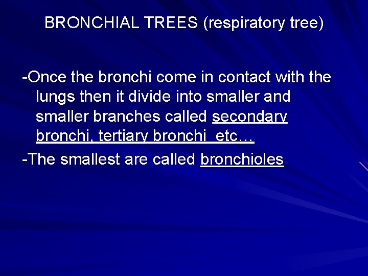 BRONCHIAL TREES (respiratory tree) -Once the bronchi come in contact with the lungs then