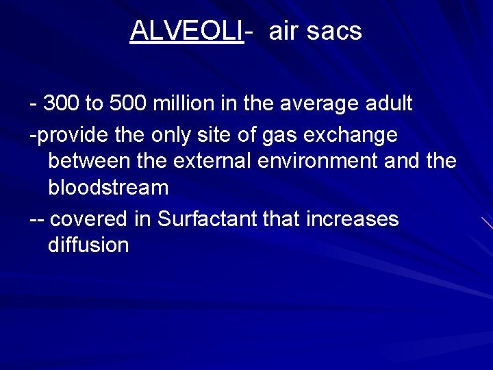ALVEOLI- air sacs - 300 to 500 million in the average adult -provide the