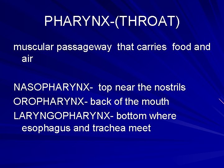PHARYNX-(THROAT) muscular passageway that carries food and air NASOPHARYNX- top near the nostrils OROPHARYNX-