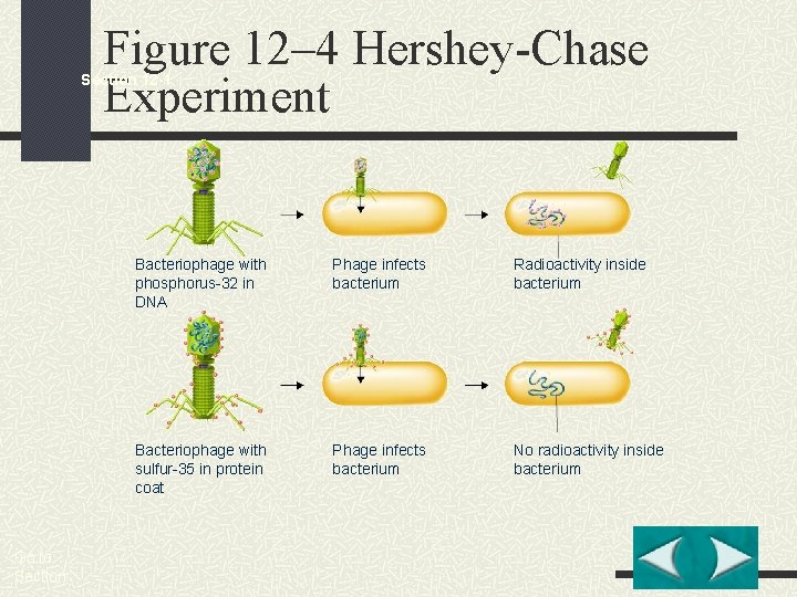 Figure 12– 4 Hershey-Chase Experiment Section 12 -1 Go to Section: Bacteriophage with phosphorus-32