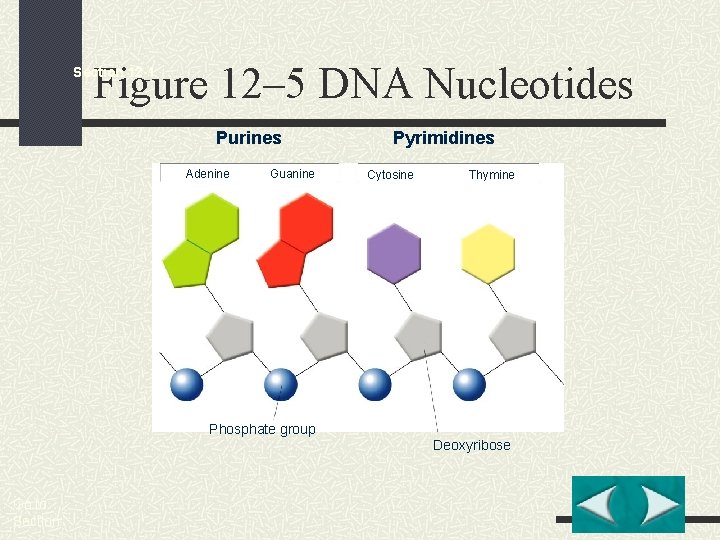 Figure 12– 5 DNA Nucleotides Section 12 -1 Purines Adenine Guanine Pyrimidines Cytosine Thymine