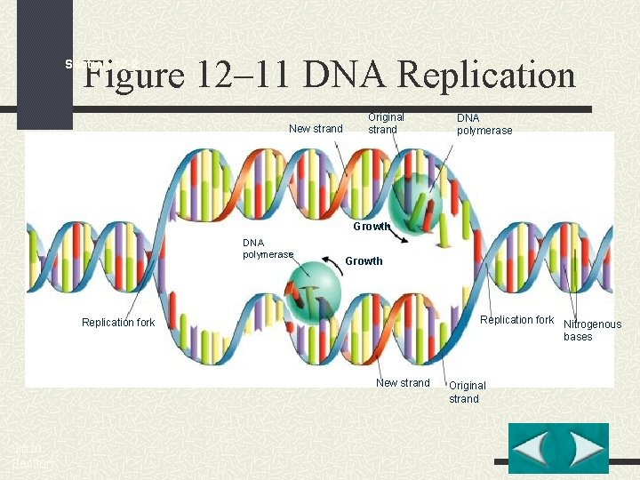Figure 12– 11 DNA Replication Section 12 -2 New strand Original strand DNA polymerase