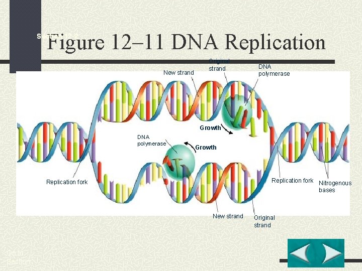 Figure 12– 11 DNA Replication Section 12 -2 New strand Original strand DNA polymerase