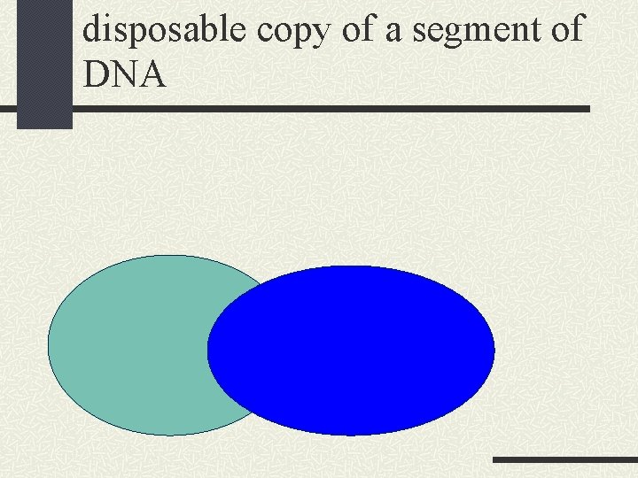 disposable copy of a segment of DNA 