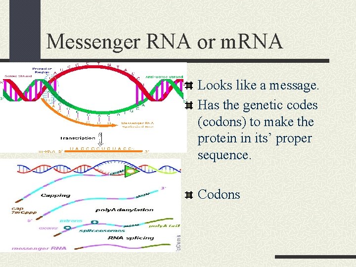 Messenger RNA or m. RNA Looks like a message. Has the genetic codes (codons)