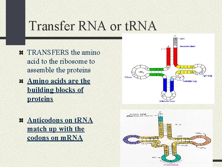 Transfer RNA or t. RNA TRANSFERS the amino acid to the ribosome to assemble