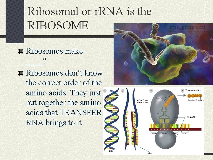 Ribosomal or r. RNA is the RIBOSOME Ribosomes make ____? Ribosomes don’t know the