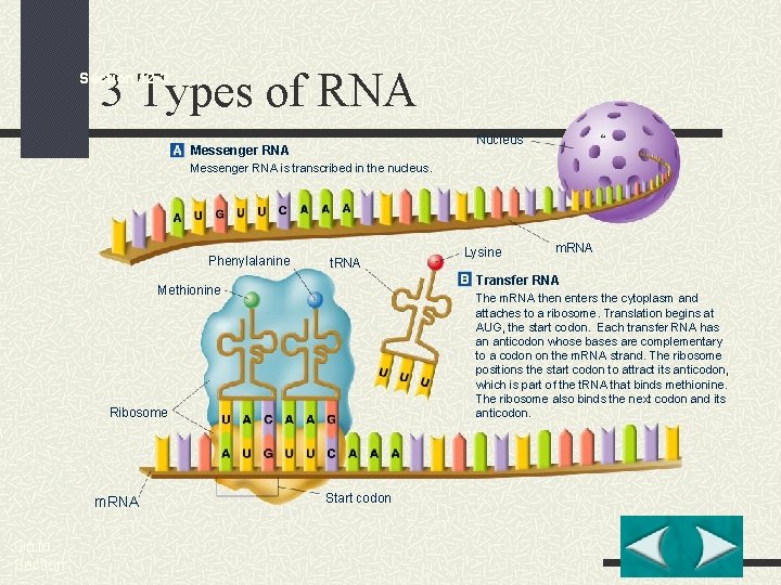 3 Types of RNA Section 12 -3 Nucleus Messenger RNA is transcribed in the