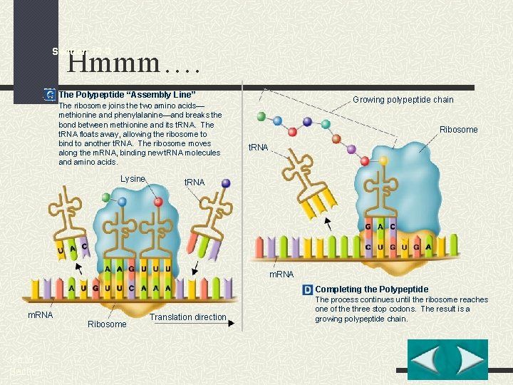 Hmmm…. Section 12 -3 The Polypeptide “Assembly Line” The ribosome joins the two amino