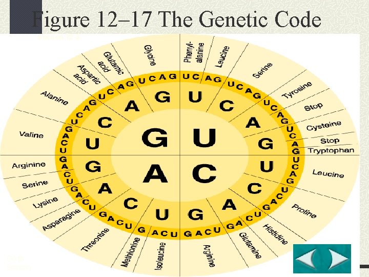 Figure 12– 17 The Genetic Code Section 12 -3 Go to Section: 
